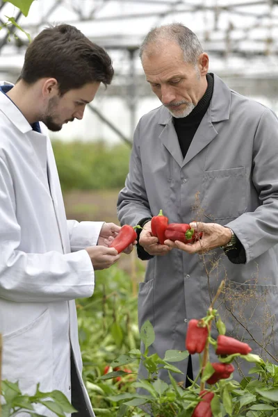 Apprentice Greenhouse Learning Organic Agriculture — Stock Photo, Image