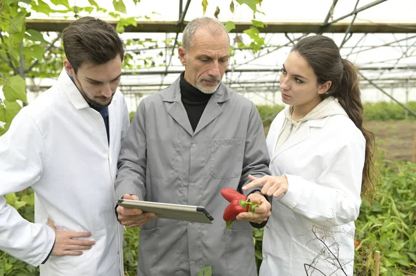 Apprentice Greenhouse Learning Organic Agriculture — Stock Photo, Image