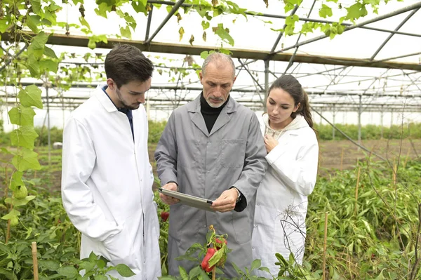 Aprendiz Aprendizagem Estufa Sobre Agricultura Biológica — Fotografia de Stock