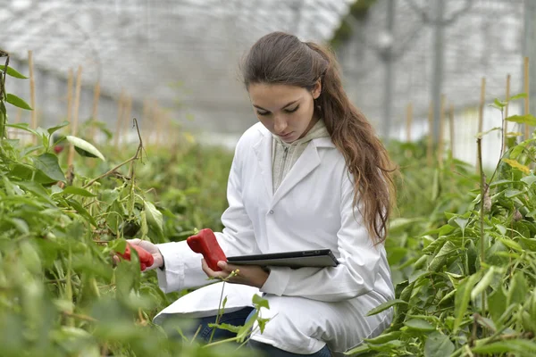 Joven Agrónomo Invernadero Controlando Hortalizas — Foto de Stock