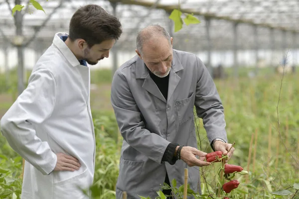 Apprendista Serra Conoscere Agricoltura Biologica — Foto Stock