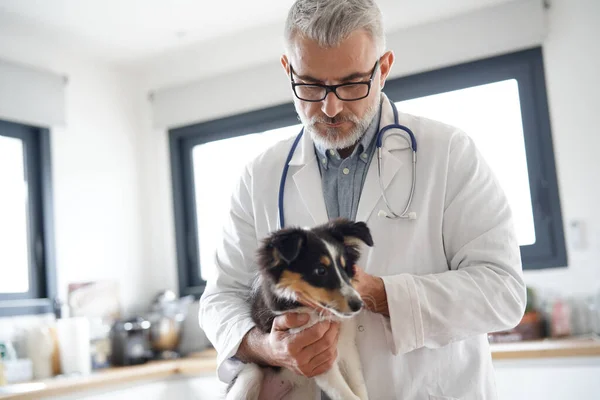 Veterinario Cane Cucciolo Esame — Foto Stock