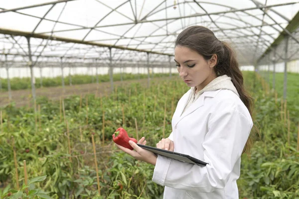 Joven Agrónomo Invernadero Controlando Hortalizas — Foto de Stock