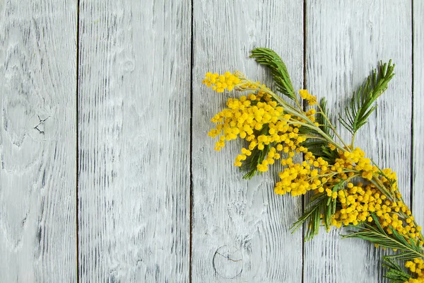 Jarní Mimosa větev na dřevěné šedé pozadí — Stock fotografie