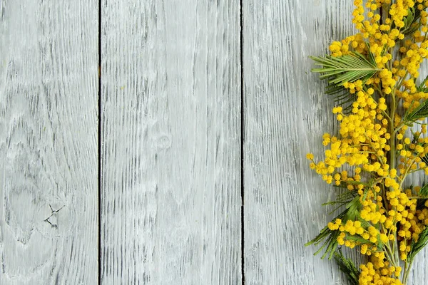 Jarní Mimosa větev na dřevěné šedé pozadí — Stock fotografie