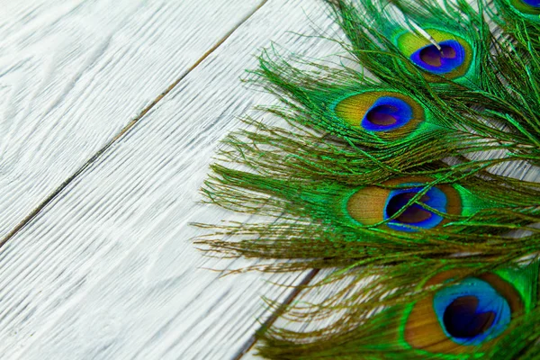 A páva feather a fa szürke háttér — Stock Fotó