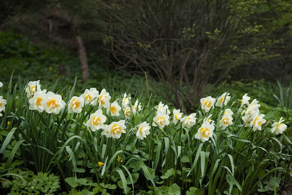 Frühlingsgarten mit ungewöhnlichen Narzissen auf der Wiese vor der Kamera.Makro-Fokus auf die Blume — Stockfoto