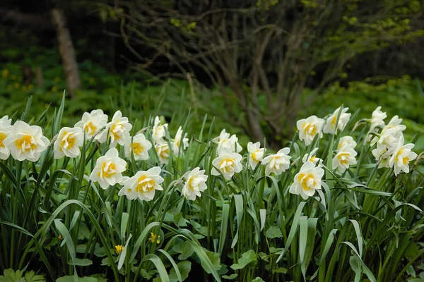 Vårträdgård med ovanliga påskliljor på ängen framför camera.macro fokus på blomman — Stockfoto