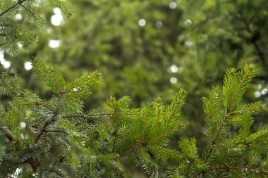 ladin ormanlarıbir arka plan üzerinde yeşil köknar ağacı şube closeup