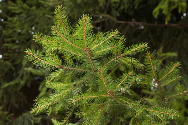 Green fir tree branch closeup on a background of spruce forests — Stock Photo, Image