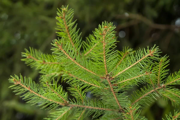 Green fir tree branch closeup on a background of spruce forests — Stock Photo, Image