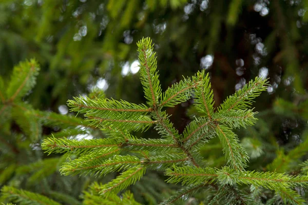 Abeto verde ramo de árvore closeup em um fundo de florestas de abeto — Fotografia de Stock