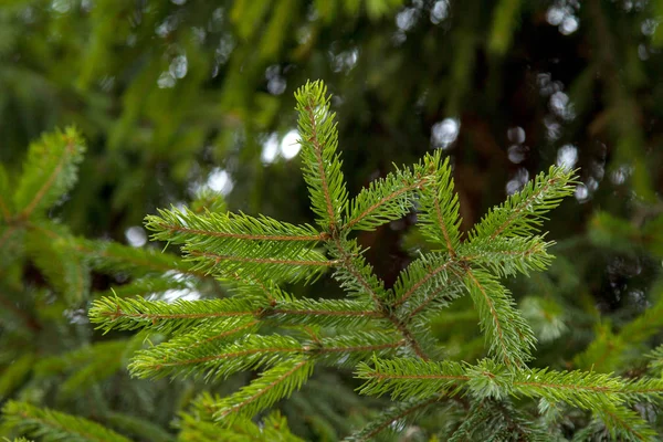 Green fir tree branch closeup on a background of spruce forests — Stock Photo, Image