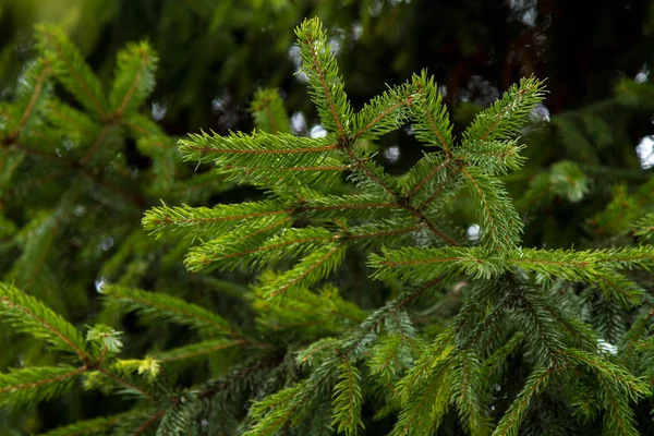 Green fir tree branch closeup on a background of spruce forests — Stock Photo, Image