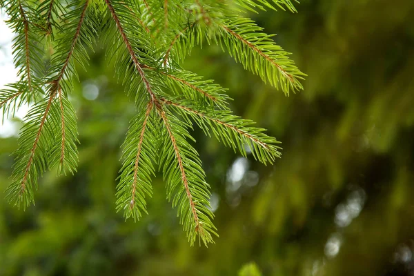 Green spruce branch close-up in the sun against the background of spruce forests — Stock Photo, Image