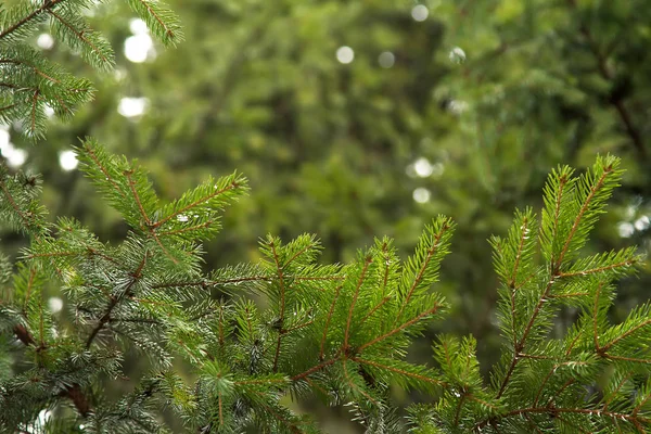 Πράσινη έλατο κλαδί κοντινό στο φόντο των δέντρων ερυθρελάτων — Φωτογραφία Αρχείου