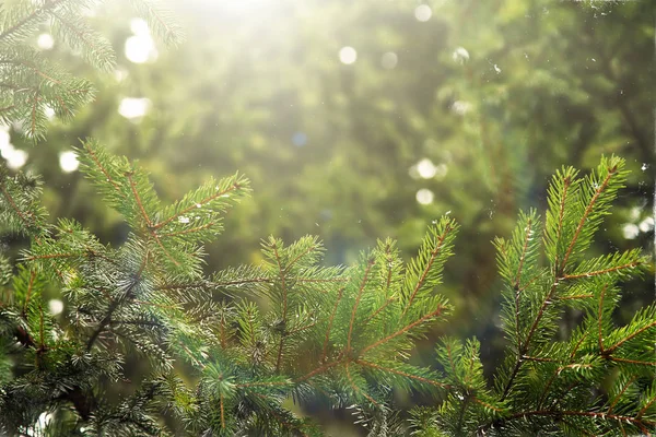 Ramas de abeto verde primer plano en el sol sobre el fondo de los bosques de abetos — Foto de Stock