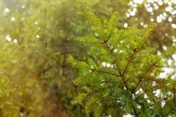 Green spruce branch close-up in the sun against the background of spruce forests — Stock Photo, Image