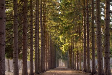 çam ağaçlarının bahar parkta yeşil koridor