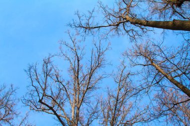 ağaçlar gökyüzü mavi gökyüzünde çıplak dalları ile yüksek taç.