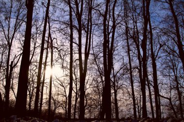 gün batımında uzun boylu ağaç ormandaki siluetleri