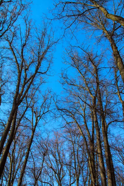 Υψηλή στέμμα των δέντρων με γυμνά κλαδιά στον γαλάζιο ουρανό. — Φωτογραφία Αρχείου