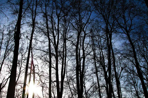 Silhuetas de árvores altas ao pôr do sol na floresta — Fotografia de Stock