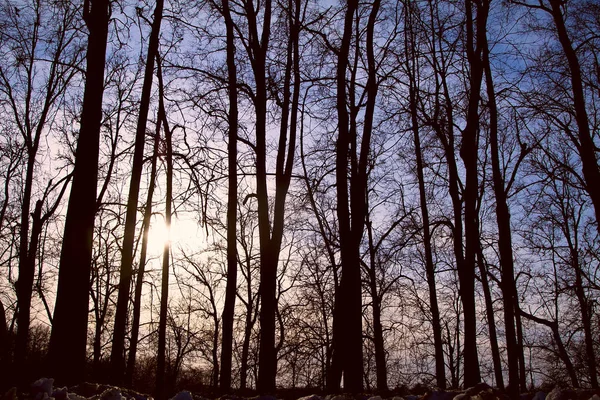 Silhouetten van de bomen bij zonsondergang in het bos — Stockfoto