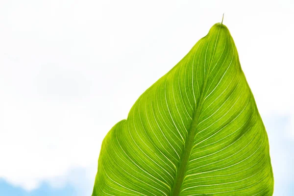 칼라 잎, 푸른 하늘에 근접 촬영 — 스톡 사진