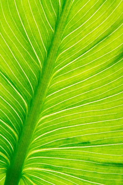 Textuur van groene blad van de Calla aan het licht. — Stockfoto