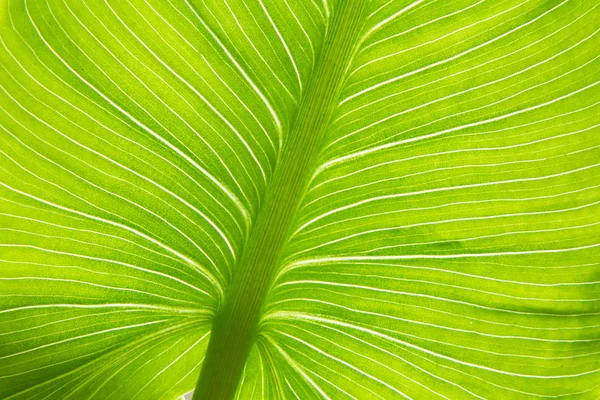 Textuur van groene blad van de Calla aan het licht. — Stockfoto