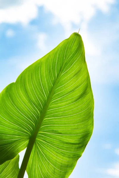 Calla yaprak, closeup mavi gökyüzü üzerinde — Stok fotoğraf