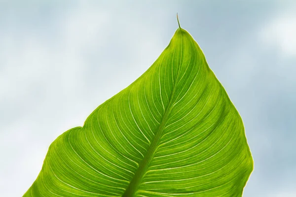 칼라 잎, 푸른 하늘에 근접 촬영 — 스톡 사진