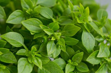 Genç yeşil taze fesleğen yakın çekim, arka plan