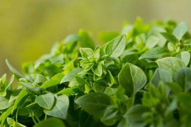 Genç yeşil taze fesleğen yakın çekim, arka plan