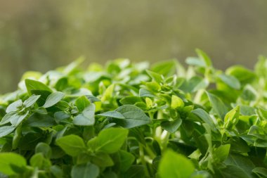 Genç yeşil taze fesleğen yakın çekim, arka plan