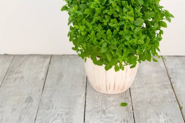 taze yeşil fesleğen bitki saksı ahşap bir masa üzerinde içinde