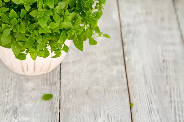 Verse groene basilicum kruid, in bloempot op een houten tafel — Stockfoto