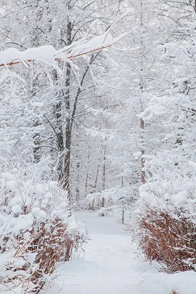 Snowy forest and path of trees — Stock Photo, Image