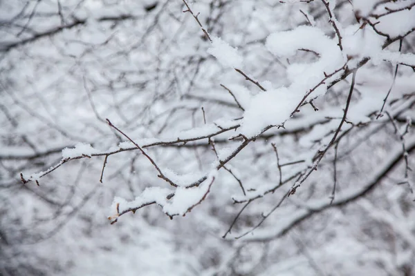 Зимовий ліс. Зимовий фон, гілки дерев на снігу — стокове фото