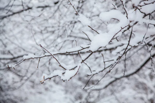 Winter forest. Winter background, tree branches in the snow — Stock Photo, Image