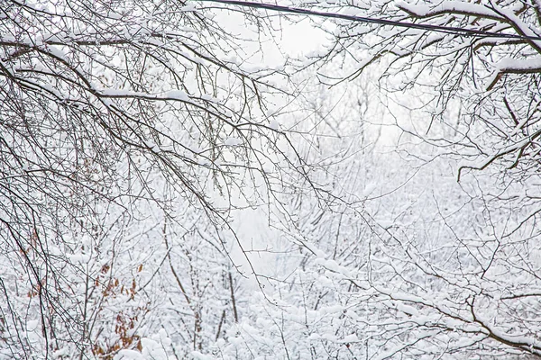 Bosque de invierno. Fondo de invierno, ramas de árboles en la nieve . —  Fotos de Stock