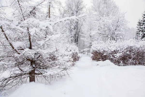 Snowy forest and path of bushes and trees — Stock Photo, Image