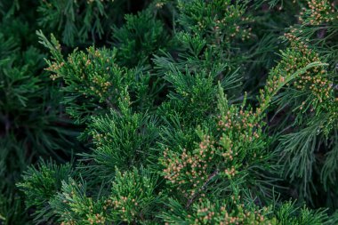 Ardıç ağacı, yakın plan. Yeşil doğal arkaplan