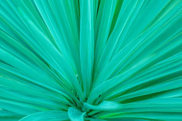 Aqua menthe phanton. Tropical leaf, blue tinted.Nature background. — 스톡 사진