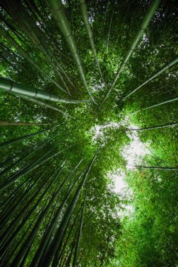 Asya 'da bambu koruluğu. Yeşil doğal arka plan. Bambu ağaçlarının ve güneşin tepesine bak.