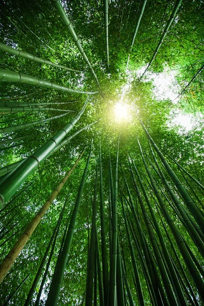 Bamboo grove in Asia. Green natural background. View top of bamboo trees and sun — Stock Photo, Image