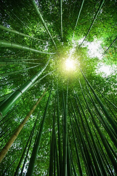 Asya 'da bambu koruluğu. Yeşil doğal arka plan. Bambu ağaçlarının ve güneşin tepesine bak.