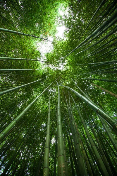 Boschetto di bambù in Asia. Sfondo naturale verde. Vista sulla cima di alberi di bambù e sole — Foto Stock