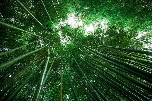 Bambushain in Asien. Grüner natürlicher Hintergrund. Blick von oben auf Bambusbäume und Sonne — Stockfoto